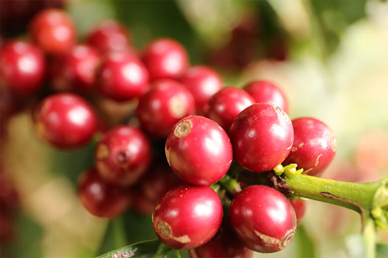 銘柄詳細 | Grand Cru Café | 世界最高品質のコーヒーを追求する 銘柄詳細 | Grand Cru Café | 世界最高品質のコーヒーを追求する