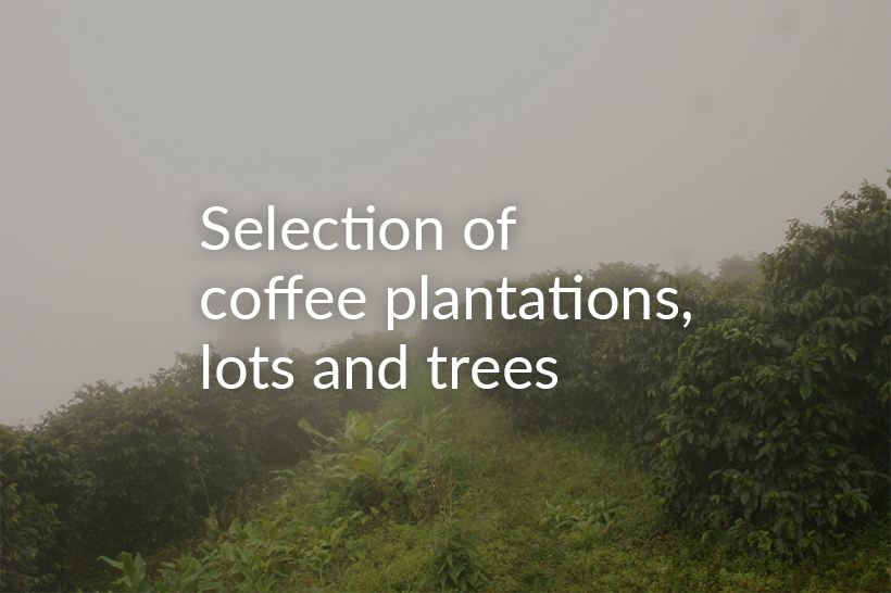 Selection of coffee plantations, lots and trees 