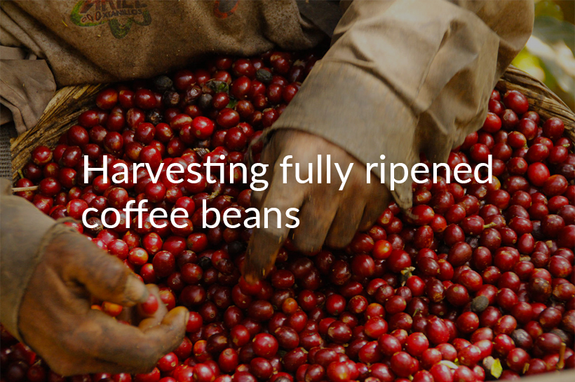 Harvesting fully ripened coffee beans